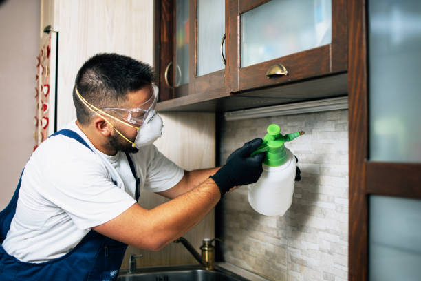 Best Wasp Removal Services  in Gray Summit, MO