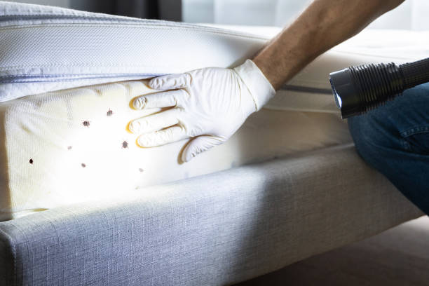 Best Best Pest Control Companies  in Gray Summit, MO