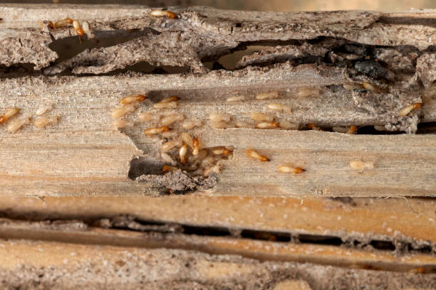 Trusted Gray Summit, MO Pest Control Experts
